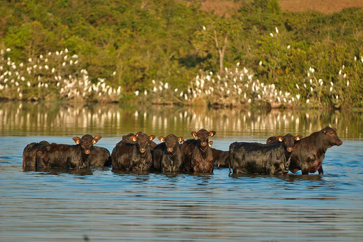 200 animais estão no Leilão Brangus HP 2021